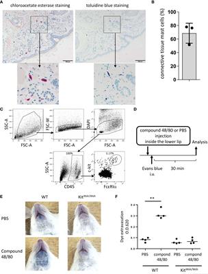 Development of mouse model for oral allergy syndrome to identify IgE cross-reactive pollen and food allergens: ragweed pollen cross-reacts with fennel and black pepper